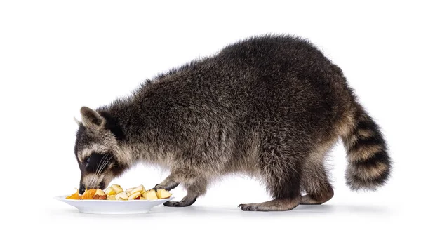 Adorable Raccoon Aka Procyon Lotor Standing Sideways Eating Fruit Plate — Stock fotografie
