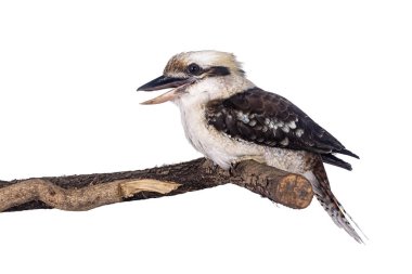 Adult male Kookaburra aka Dacelo novaeguineae bird, sitting side ways on wooden branch. Isolated on white background. Beak open, laughing.