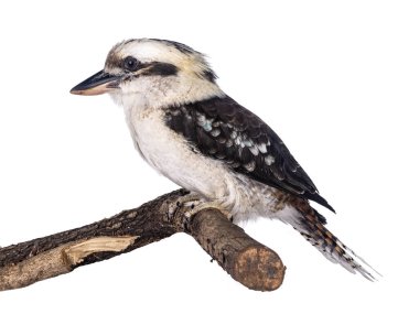 Adult male Kookaburra aka Dacelo novaeguineae bird, sitting side ways on wooden branch. Isolated on white background.