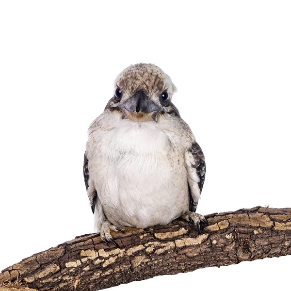 Yetişkin Erkek Kookaburra Namı Diğer Dacelo Novaeguineae Kuşu Tahta Dalın — Stok fotoğraf