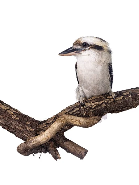 Kookaburra Mâle Adulte Alias Dacelo Novaeguineae Oiseau Assis Latéralement Sur — Photo