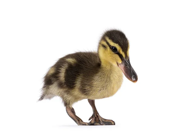 Wild Duck Ducklings Aka Baby Anas Platyrhynchos Standing Side Ways — стоковое фото