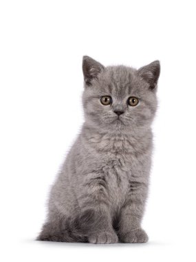 Şirin mavi İngiliz Shorthair kedi yavrusu, kuyruğunu kıstırıp oturuyor. Doğrudan kameraya bakıyorum. Beyaz bir arkaplanda izole edilmiş.