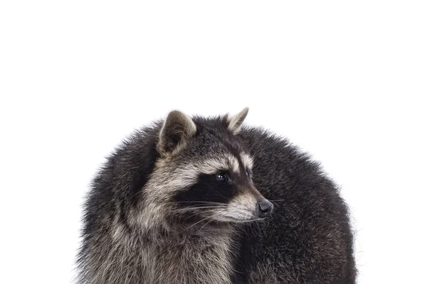 Huvudskott Söta Raccoon Aka Procyon Lotor Tittar Sidan Visar Profil — Stockfoto