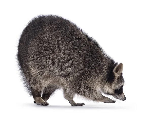 Full Lenght Body Shot Cute Raccoon Aka Procyon Lotor Walking — Stock Photo, Image
