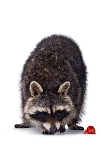 Tiro Cabeça Raccoon Bonito Aka Procyon Lotor Frente Para Frente — Fotografia de Stock