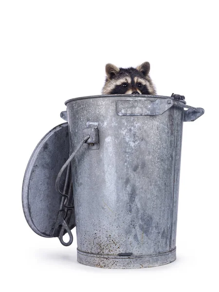 Raccoon Sitting Trash Can Looking Tover Adge Away Camera Isolated — Zdjęcie stockowe