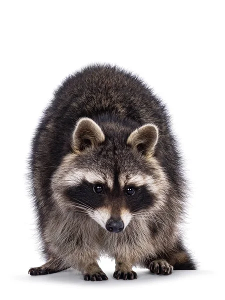 Head Shot Cute Raccoon Aka Procyon Lotor Standing Facing Front —  Fotos de Stock