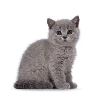 Şirin mavi İngiliz Shorthair kedi yavrusu, yan yana oturuyor. Doğrudan kameraya bakıyorum. Beyaz bir arkaplanda izole edilmiş.