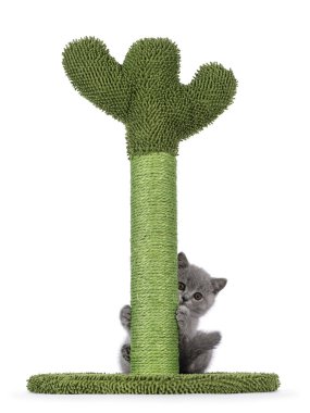 Şirin mavi İngiliz Shorthair kedi yavrusu yeşil ccus şeklinde bir tırmalama kazığında asılı. Doğrudan kameraya bakıyorum. Beyaz bir arkaplanda izole edilmiş.