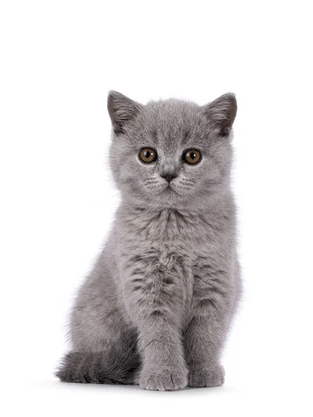 Şirin Mavi Ngiliz Shorthair Kedi Yavrusu Dik Oturuyor Doğrudan Kameraya — Stok fotoğraf