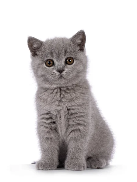 Adorable Solid Blue British Shorthair Cat Kitten Sitting Straight Looking — Stockfoto