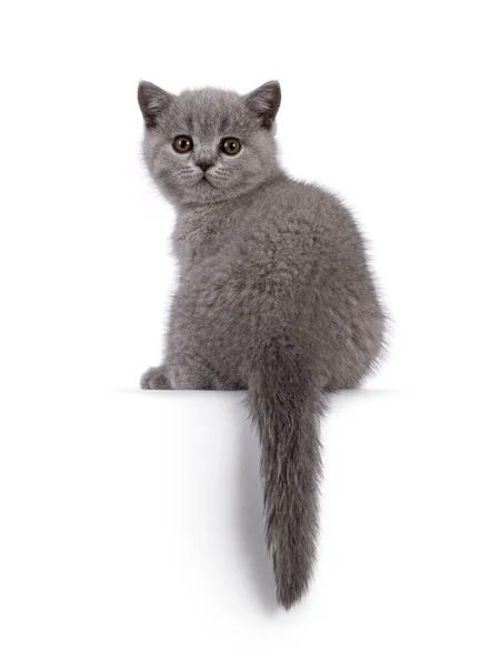 Adorable Solid Blue British Shorthair Cat Kitten Sitting Backwards Edge — 图库照片