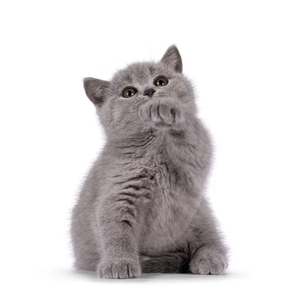 Adorable Solid Blue British Shorthair Cat Kitten Sitting Playing One — стоковое фото