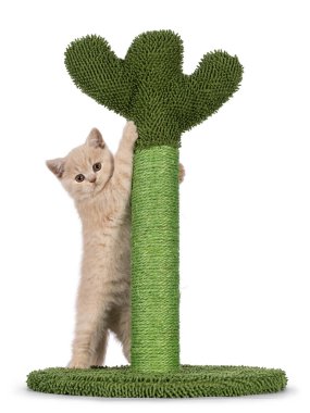 Şirin kremalı İngiliz Shorthair kedi yavrusu, yeşil kaktüs şeklinde tırmalama direğinde asılı. Direkt objektife bakıyorum. Beyaz bir arkaplanda izole edilmiş.