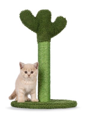 Şirin kremalı İngiliz Shorthair kedi yavrusu, yeşil kaktüs şeklinde tırmalama direğinin yanında duruyor. Direkt objektife bakıyorum. Beyaz bir arkaplanda izole edilmiş.