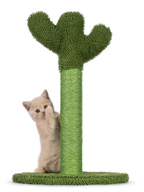 Şirin kremalı İngiliz Shorthair kedi yavrusu, yeşil kaktüs şeklindeki tırmalama kazığı. Direkt objektife bakıyorum. Beyaz bir arkaplanda izole edilmiş.