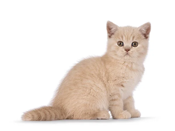Cute Cream British Shorthair Cat Kitten Sitting Side Ways Looking — Stock Photo, Image
