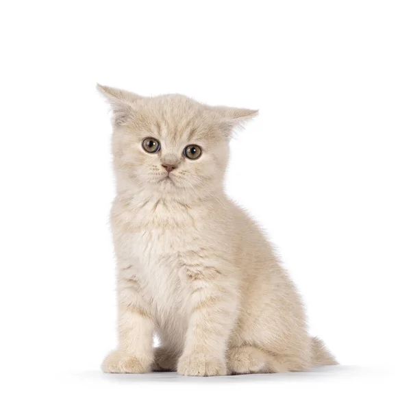 Roztomilý Krém Britské Krátkosrsté Koťátko Sedící Vpředu Čelem Vzad Vypadal — Stock fotografie