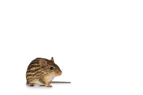 Trawiasta Mysz Paski Siedząca Twarzą Przodu Patrzę Oczy Kamery Izolacja — Zdjęcie stockowe