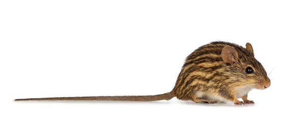 Pruhovaná Travnatá Myš Sedící Boku Dívám Kameru Izolováno Bílém Pozadí — Stock fotografie