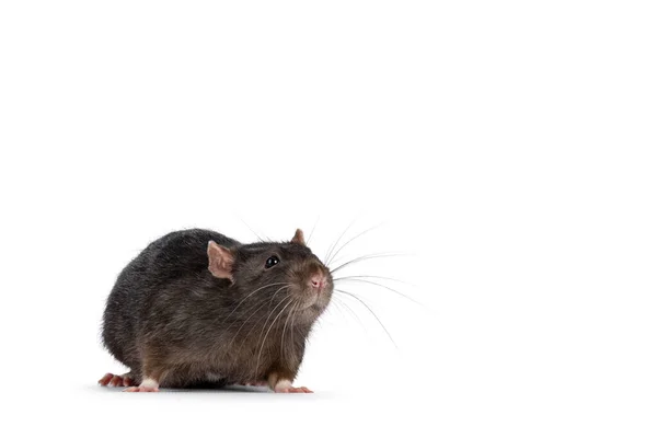 Mignon Rat Animal Brun Foncé Debout Sur Les Côtés Regardant — Photo