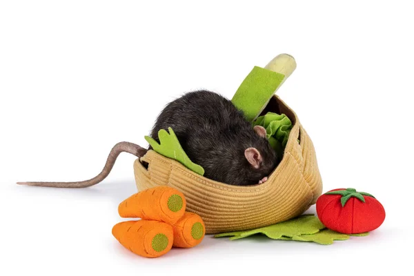 Mignon Rat Animal Brun Foncé Caché Dans Panier Jouets Avec — Photo