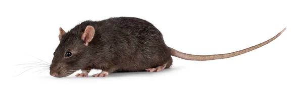 Mignon Rat Animal Brun Foncé Promenades Latérales Regardant Vers Avant — Photo