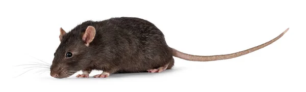 Leuke Donkerbruine Huisdier Rat Loopt Zijwaarts Vooruitkijkend Van Camera Met — Stockfoto