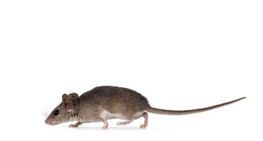 Şirin Kahire dikenli faresi nam-ı diğer acomy cahirinus, yan yollar. Beyaz bir arkaplanda izole edilmiş.