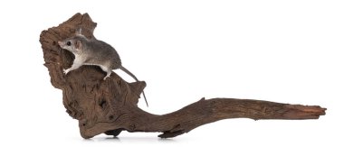 Şirin Kahire dikenli faresi nam-ı diğer acomys cahirinus, kurumuş ahşap dalda oturuyor. Beyaz bir arkaplanda izole edilmiş.