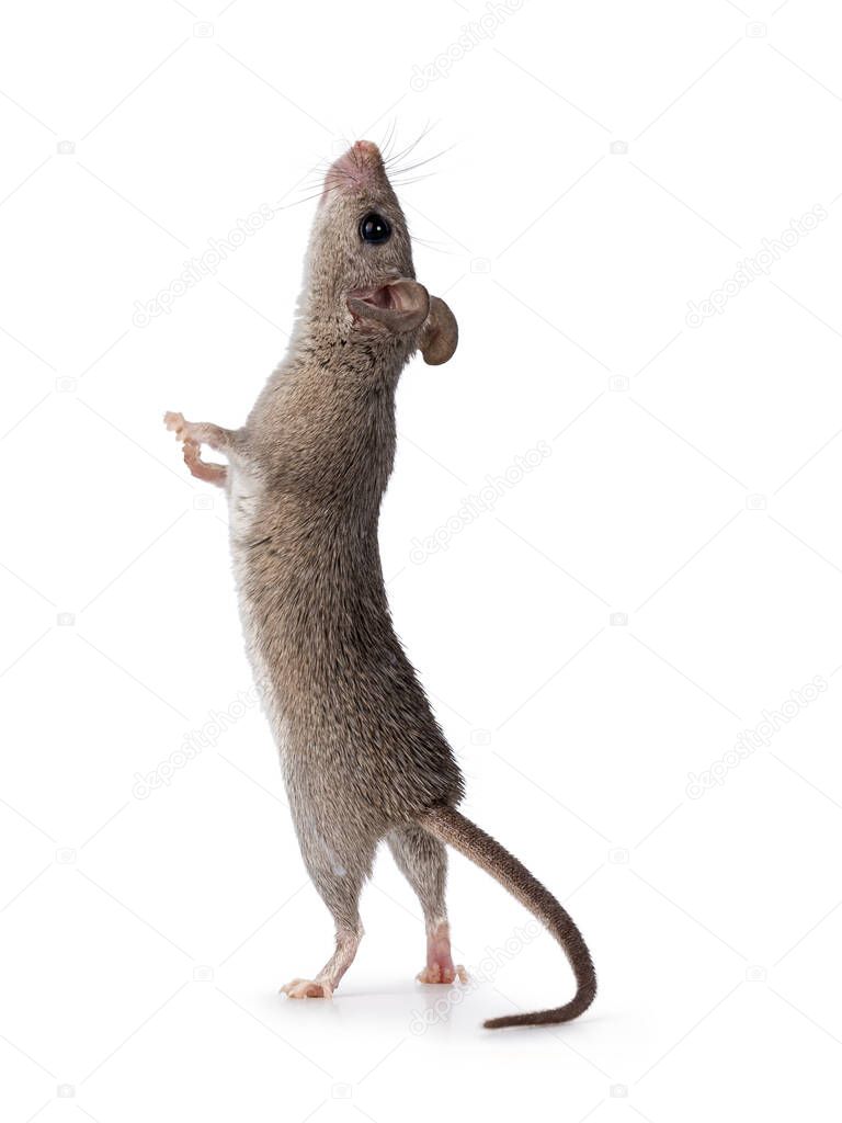 Cute Cairo spiny mouse aka acomys cahirinus, standing up on hind paws. Isolated on a white background.