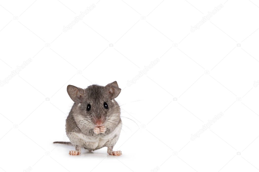 Cute Cairo spiny mouse aka acomys cahirinus, sitting up facing front. Showing both eyes and tiny hands. Isolated on a white background.