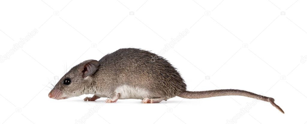Cute Cairo spiny mouse aka acomys cahirinus, walking side ways. Isolated on a white background.