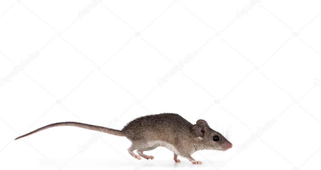Cute Cairo spiny mouse aka acomys cahirinus,jumping side ways Isolated on a white background.