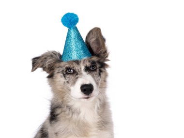Mavi parıltılı parti şapkası takmış, yüzü önde oturan sevimli mavi merle Border Collie köpek yavrusu. Kahverengi gözlü ve kalp şeklinde siyah burunlu kameraya doğru bakıyor. Beyaz bir arkaplanda izole edilmiş.