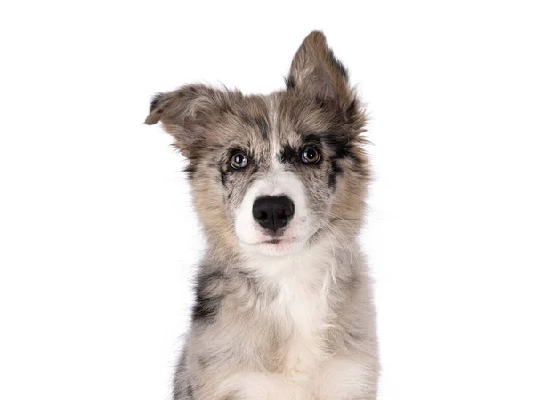 Huvudskott Bedårande Blå Merle Border Collie Hund Valp Sitter Upp — Stockfoto