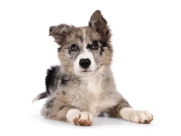 Schattige Blauwe Merle Border Collie Hond Puppy Liggend Naar Voren — Stockfoto