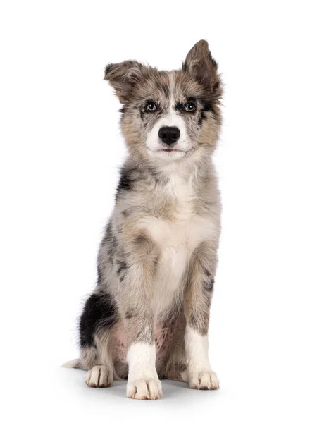 Schattige Blauwe Merle Border Collie Hond Puppy Zit Rechtop Naar — Stockfoto