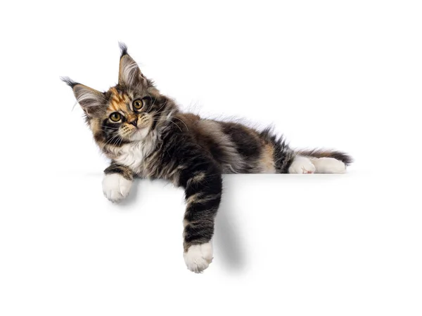 Imponerande Tortie Med Vit Maine Coon Katt Kattunge Liggande Sida — Stockfoto