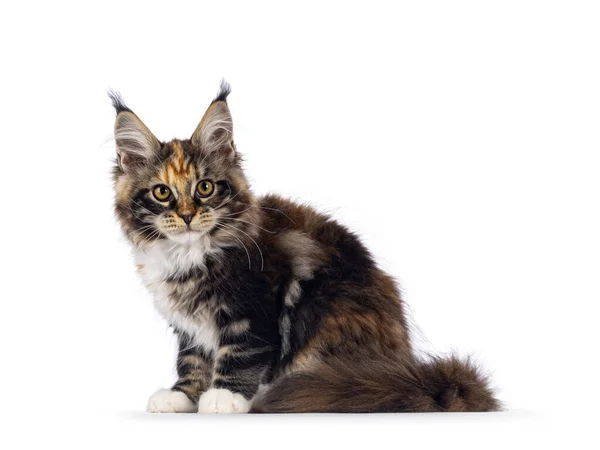 Imponerande Tortie Med Vit Maine Coon Katt Kattunge Sitter Upp — Stockfoto