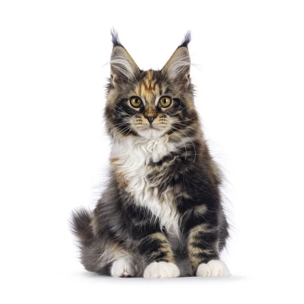 Impressive Tortie White Maine Coon Cat Kitten Sitting Facing Front — Stock Photo, Image