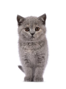 Şirin mavi tortie İngiliz Shorthair kedi yavrusu, önde duruyor. Kameraya doğru bakıyor. Beyaz bir arkaplanda izole edilmiş.