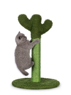 Şirin mavi tortie İngiliz Shorthair kedi yavrusu, yeşil kaktüs şeklinde tırmalama direğinde asılı. Kameradan uzağa, direğe doğru bakıyor. Beyaz bir arkaplanda izole edilmiş.