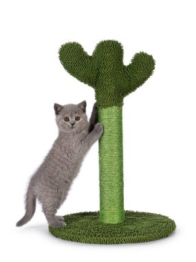 Şirin mavi tortie İngiliz Shorthair kedi yavrusu, yeşil kaktüs şeklinde tırmalama direğinin yanında duruyor. Kameraya doğru bakıyorum. Beyaz bir arkaplanda izole edilmiş.