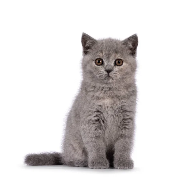 Söt Blå Tortie British Shorthair Kattunge Sitter Upp Vänd Framåt — Stockfoto