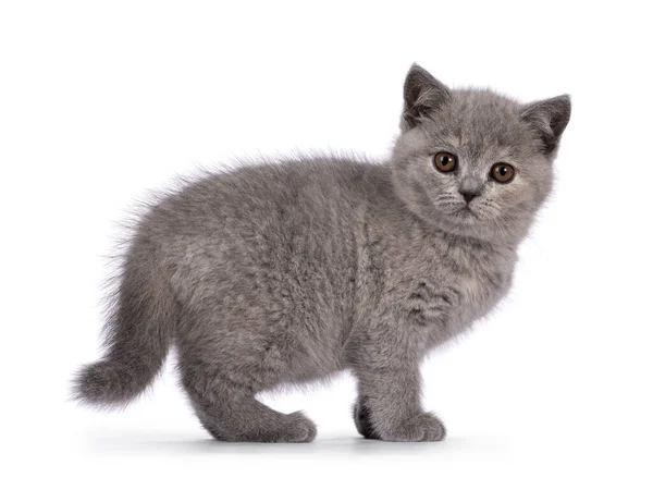 Niedliches Blauschildpatt Britisch Kurzhaar Kätzchen Seitlich Stehend Schaut Neugierig Die — Stockfoto