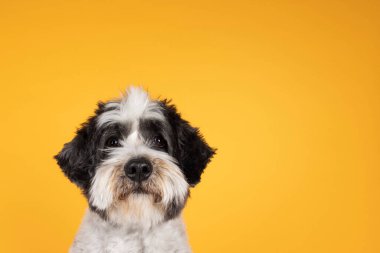 Küçük şirin melez Boomer köpeğinin kafası öne bakıyor. Dost canlısı kahverengi gözlerle kameraya bakıyor. Sarı turuncu arka planda izole edilmiş. Ağız kapalı.