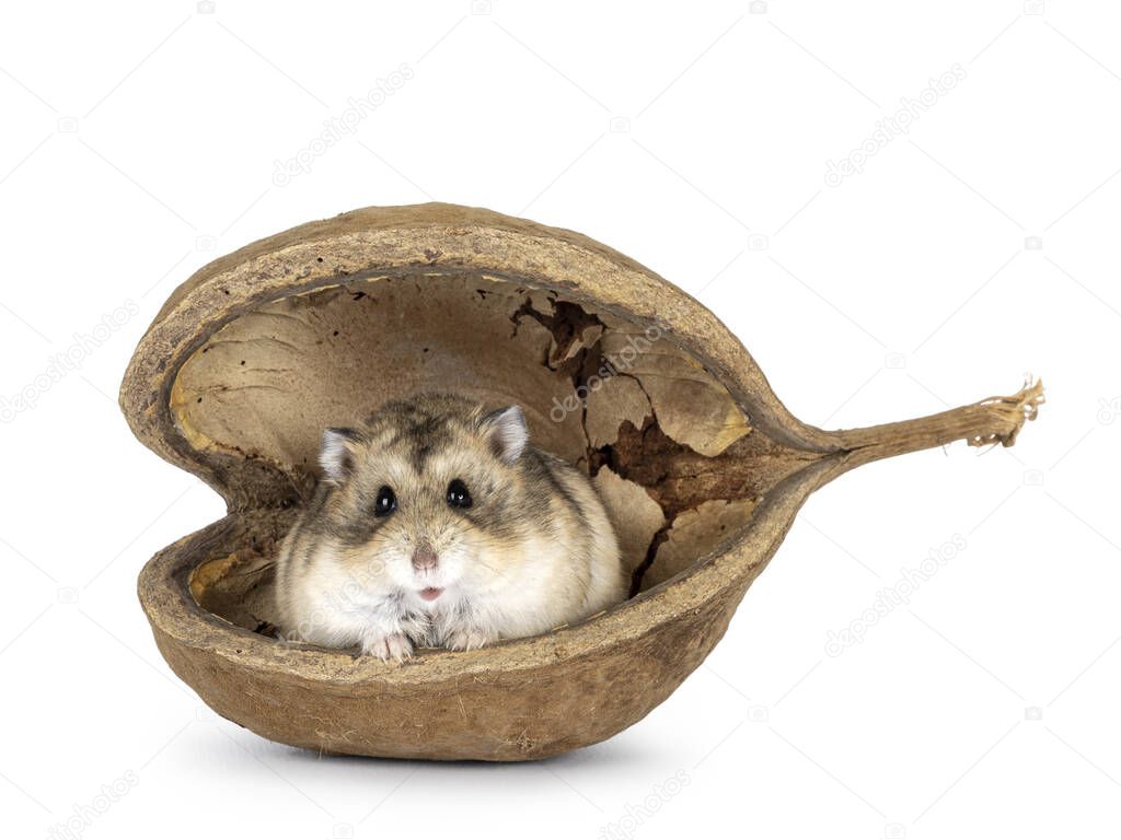 Brown Campbelli hamster sitting in empty dried Duddha nut, looking towards camera. Isolated on a white background.