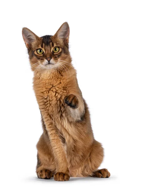 Handsome Young Ruddy Somali Cat Sitting Facing Front One Paw — Stock Photo, Image